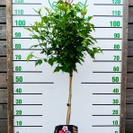 Ibištek sýrsky (Hibiscus syriacus) ´TRICOLOR´ – výška 100-120 cm, kont. C5L - NA KMIENKU 